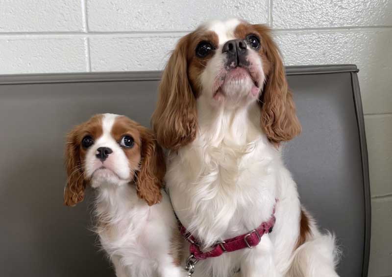 Carousel Slide 5: Dog veterinary exams