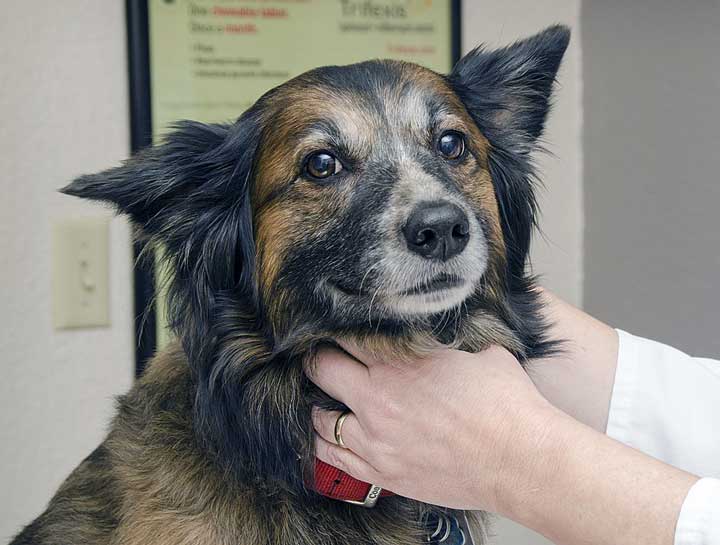 Preventive Care for Dogs