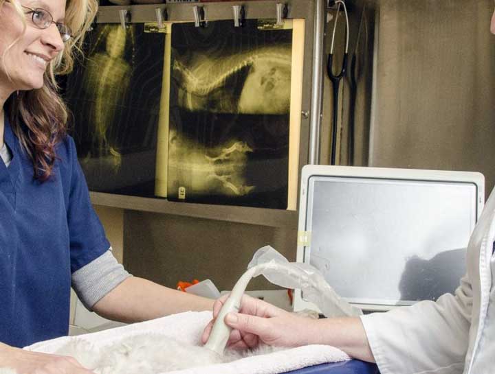 Pet Ultrasound